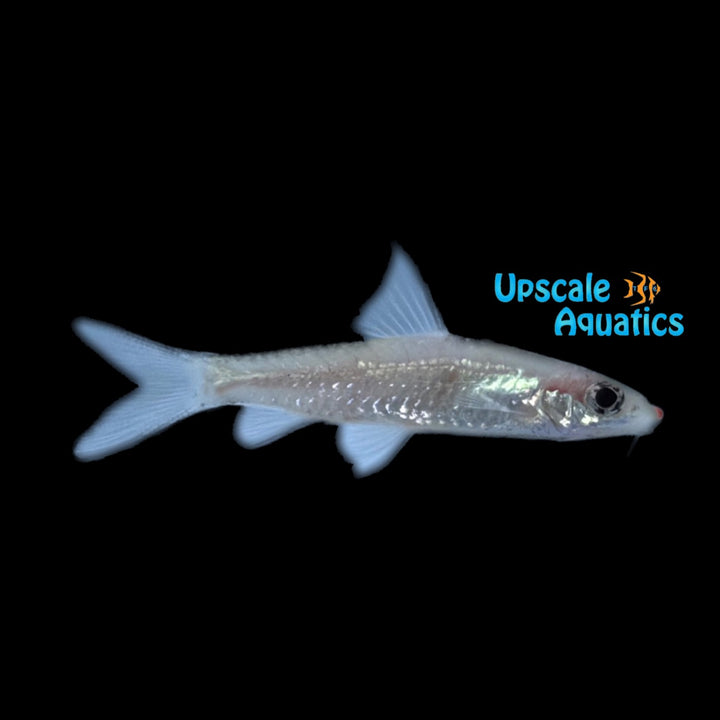 Platinum Roseline Shark / Platinum Denison Barb (Sahyadria denisonii)