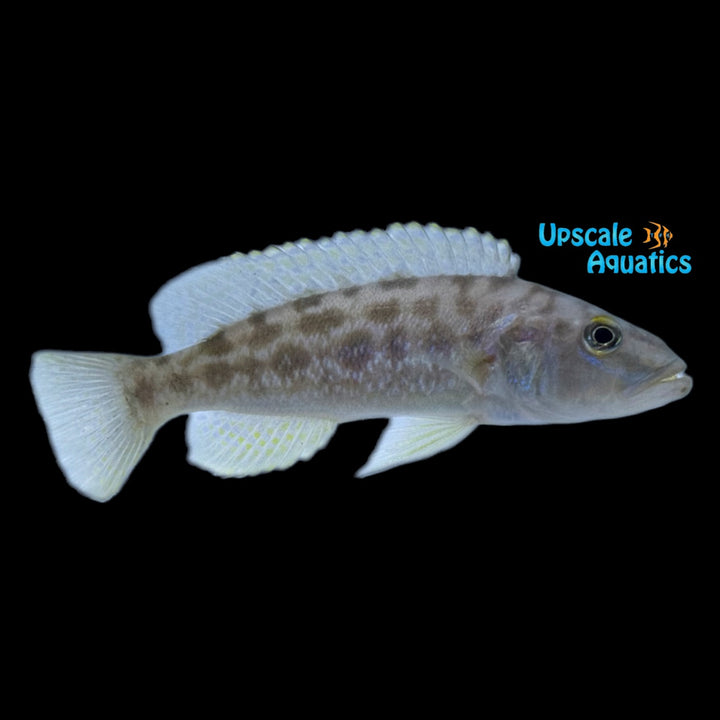 Lepidiolamprologus Nkambae (Lepidiolamprologus kendalli 'Nkamabae')