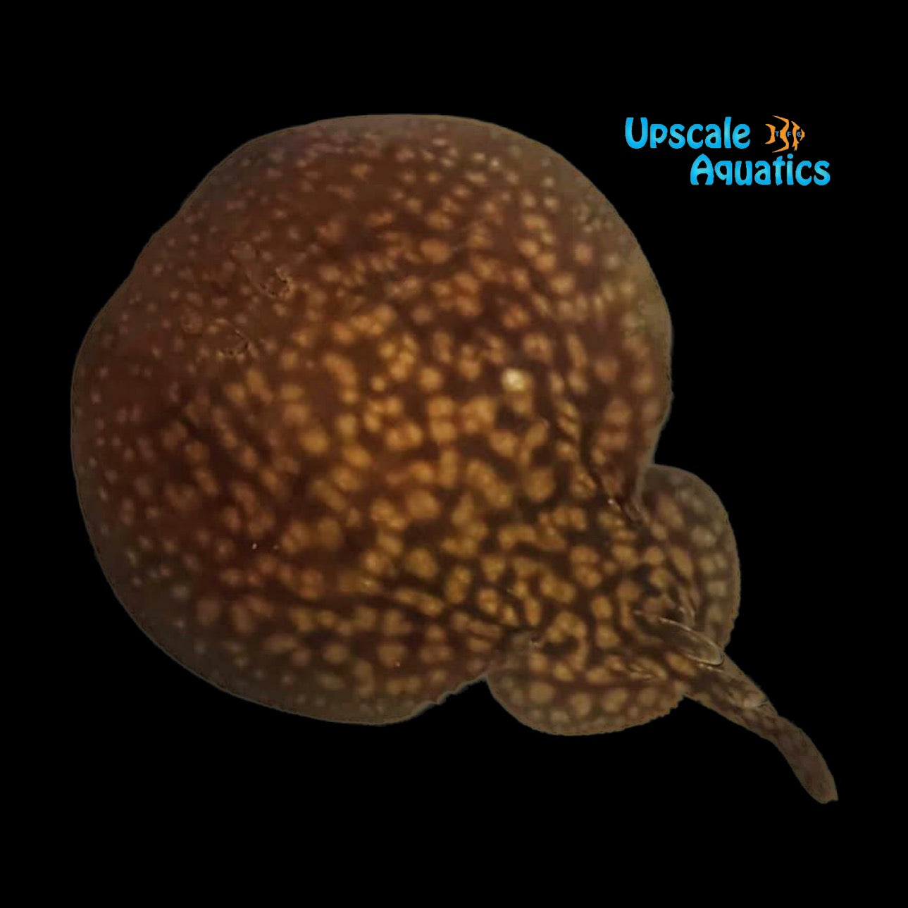 Marbled Electric Ray (Torpedo marmorata) – Upscale Aquatics