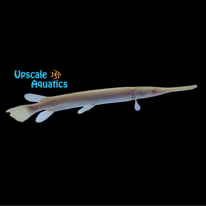 Golden Albino Florida Gar (Lepisosteus platyrhincus)