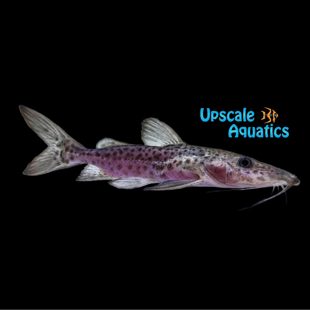 Leaopard Ribsaw Leopard Ripsaw Catfish (Oxydoras niger sp.) – Upscale Aquatics