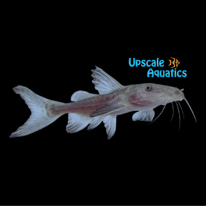 Leopard Ripsaw Catfish (Oxydoras niger sp.)