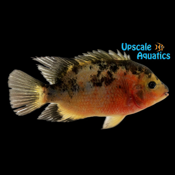 Devil Wolf Flowerhorn (Amphilophus x)