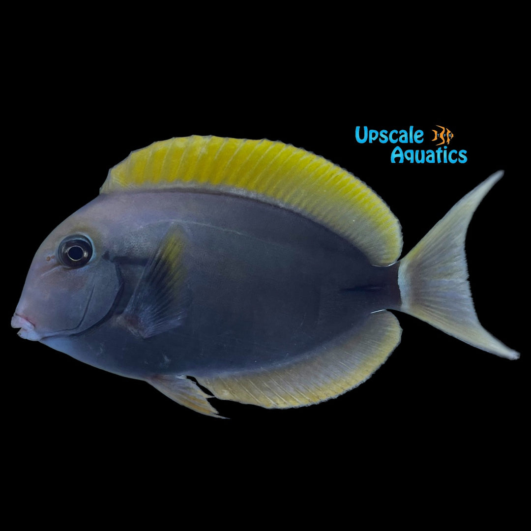 Epaulette Surgeonfish (Acanthurus nigricauda)