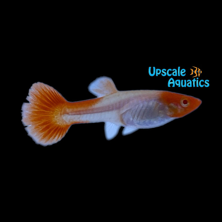 Albino Kohaku Guppy (Poecilia reticulata)