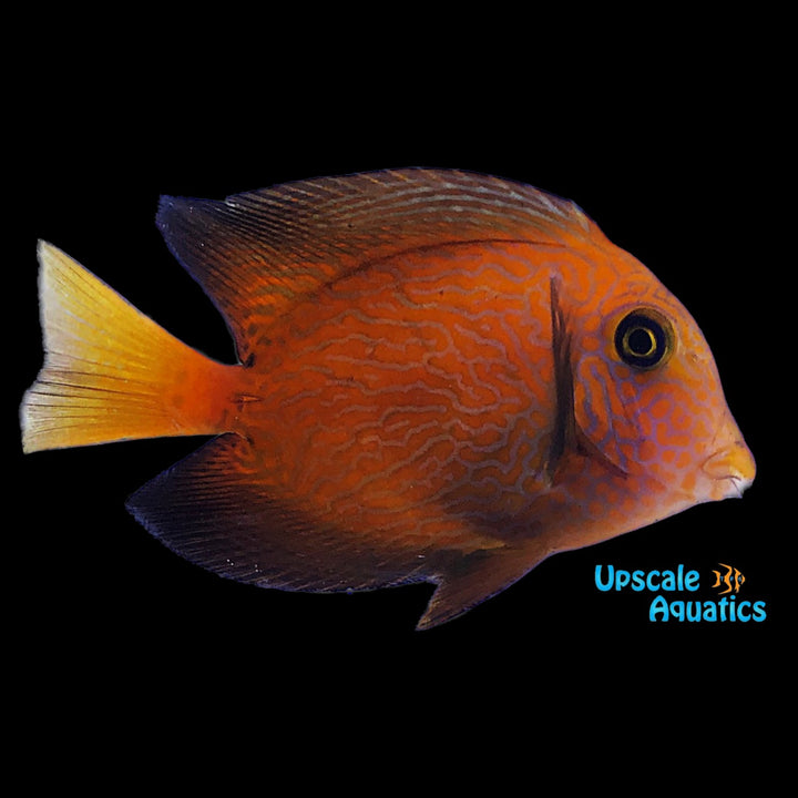 Chevron Tang (Ctenochaetus hawaiiensis)