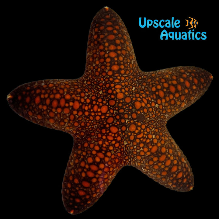 Blunt Arm Sea Star (Pentaster obtusatus)