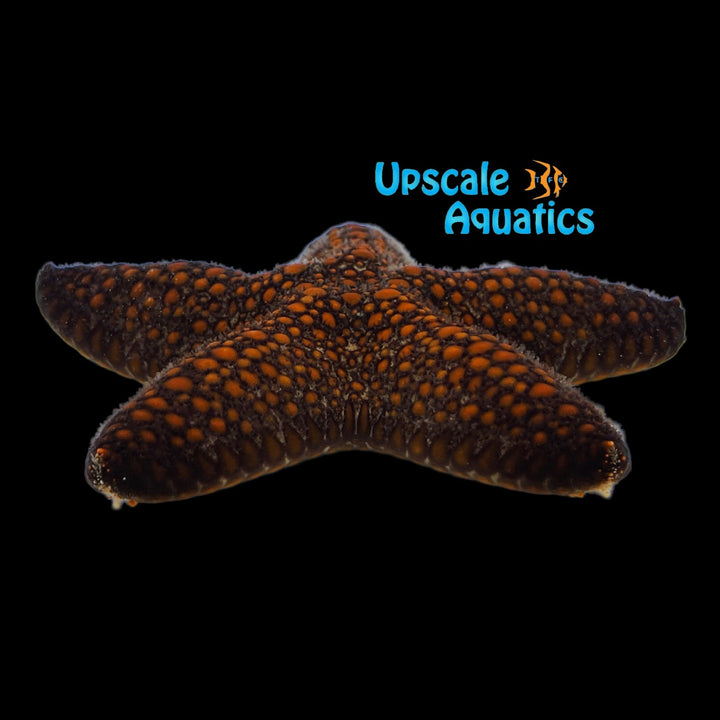 Blunt Arm Sea Star (Pentaster obtusatus)