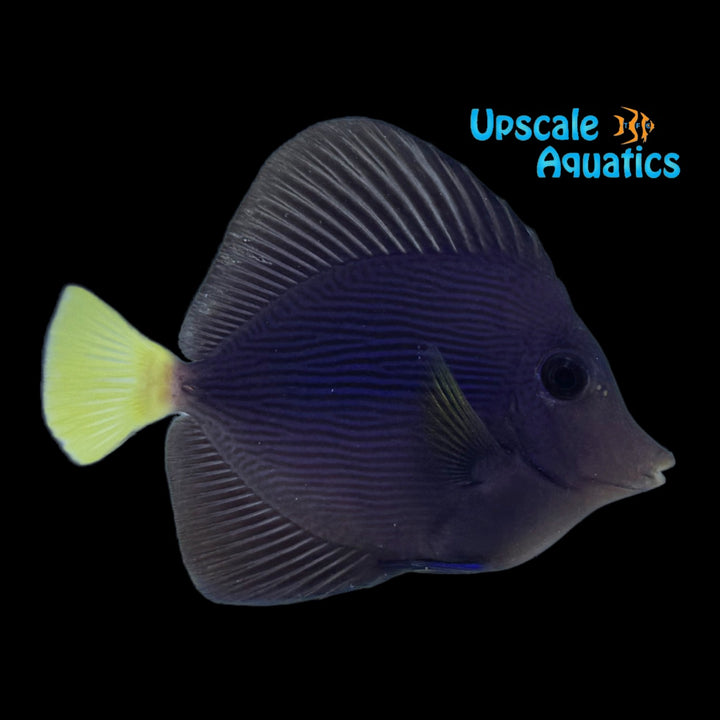 Purple Tang - Captive Bred (Zebrasoma xanthurum)