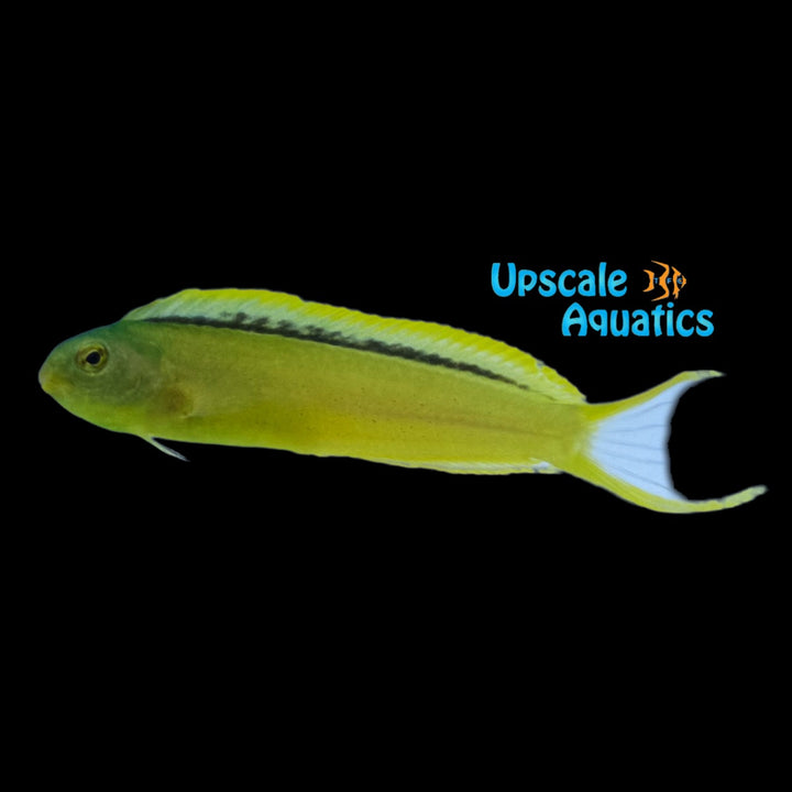 Green Canary Blenny (Meiacanthus tongaensis)