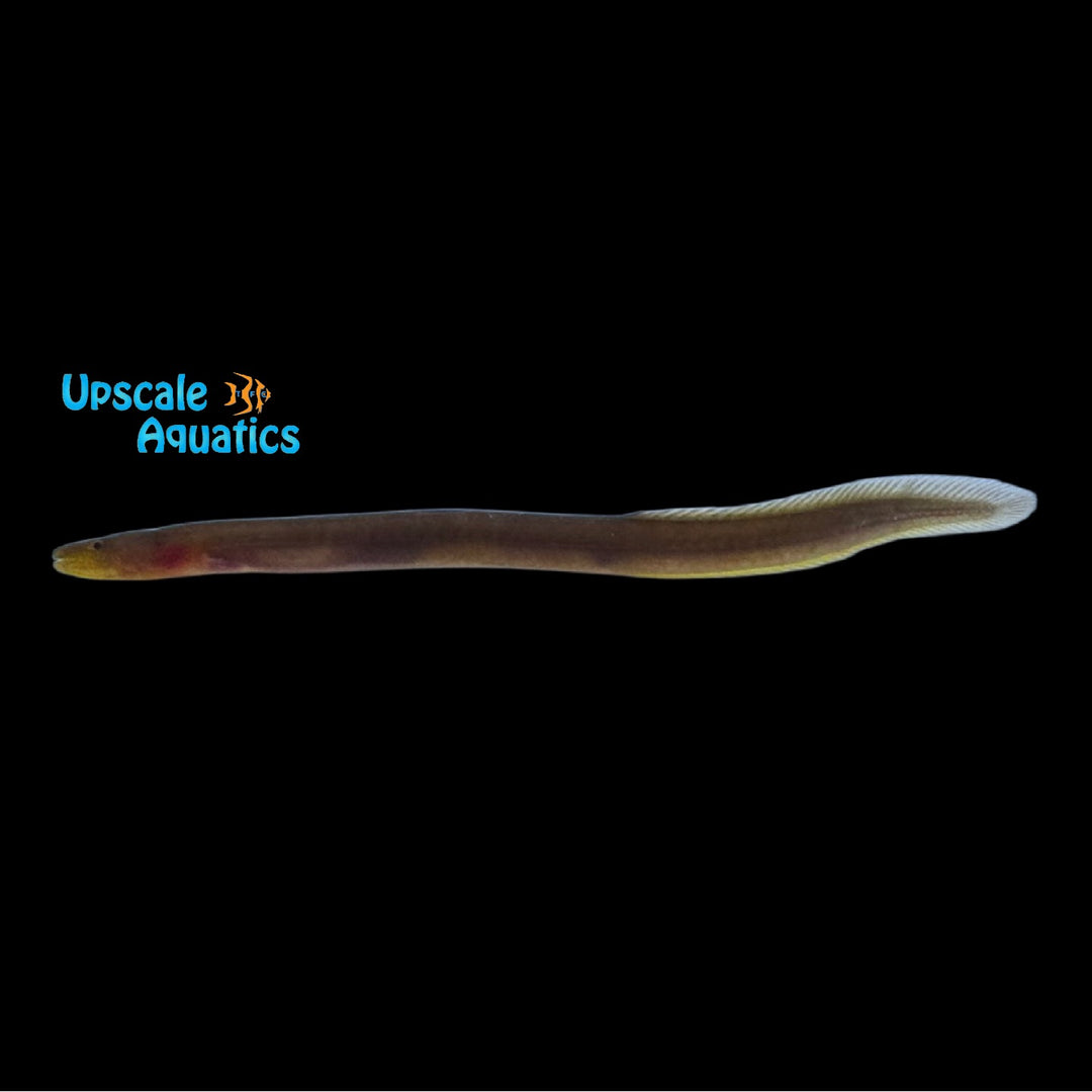 Indian Dwarf Spineless Eel (Pillaia indica)