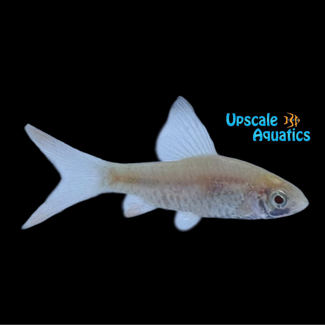 Albino Longfin Tinfoil Barb (Barbonymus altus)