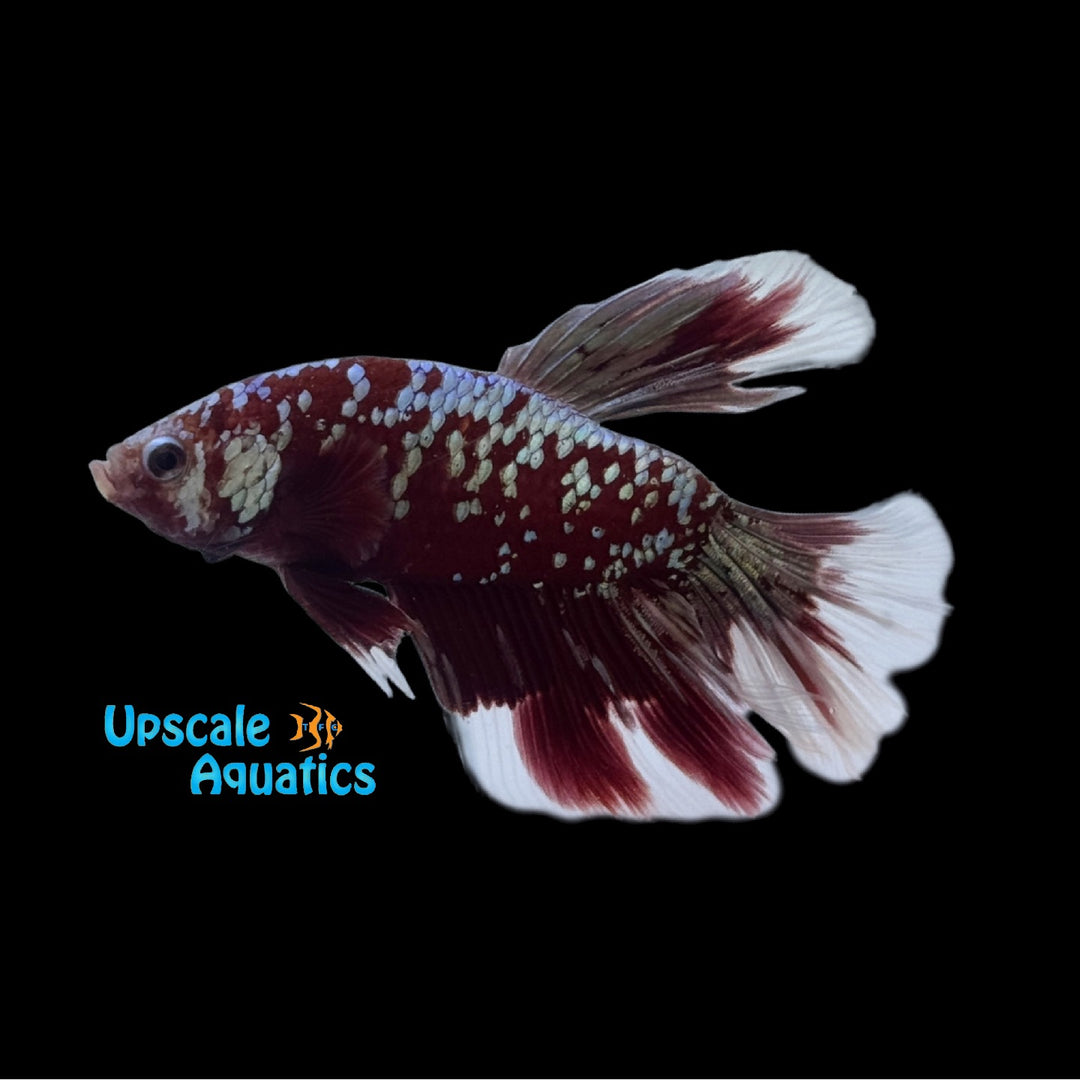 Red Gold Galaxy Super Delta Betta - Male (Betta splendens)