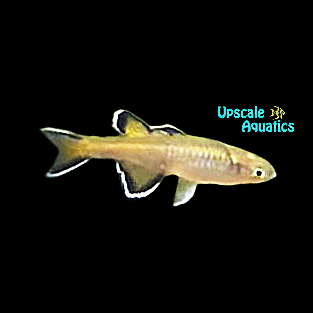 Honey Blue Eye Rainbowfish (Pseudomugil mellis)