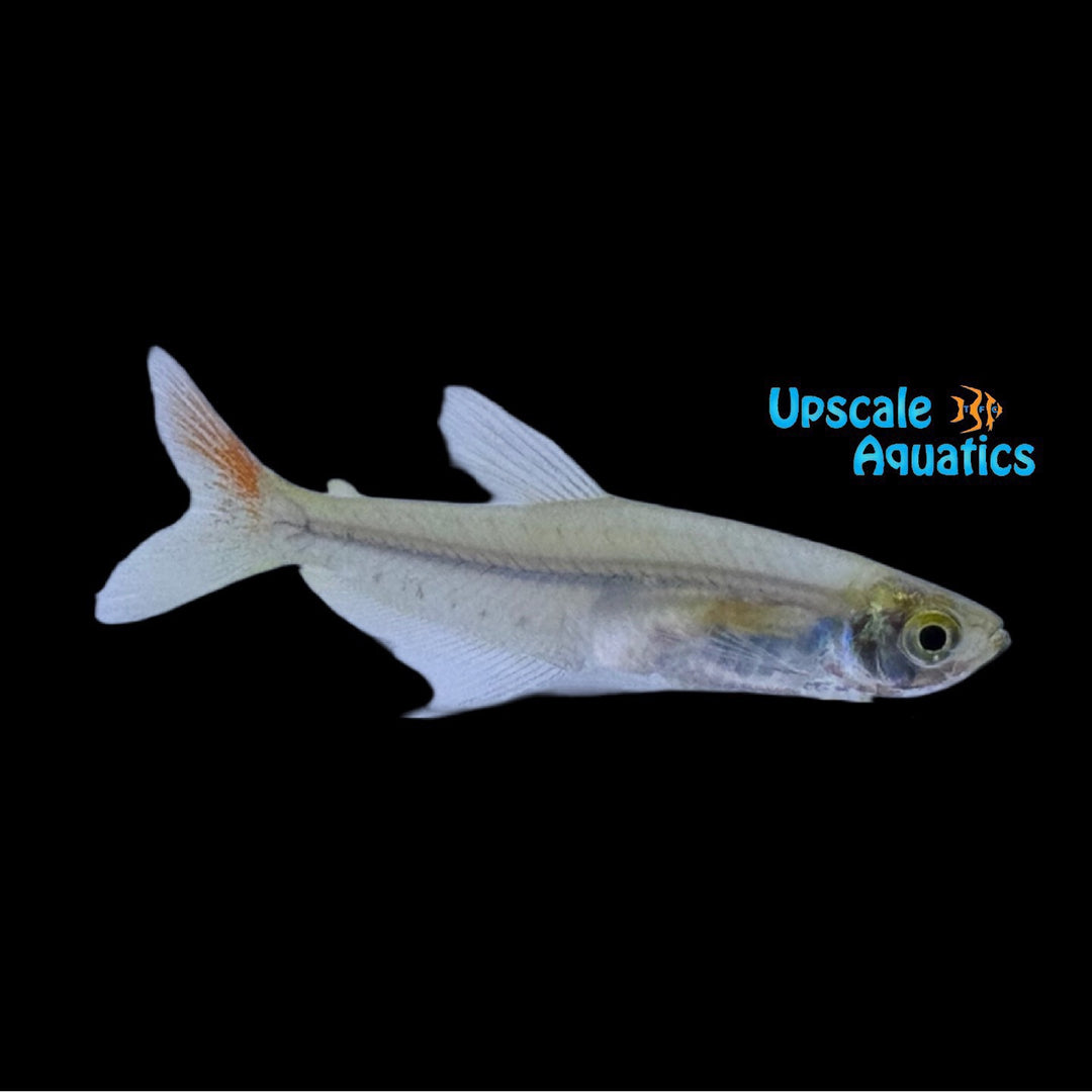 Gold Heart Tetra (Phenacogaster sp.)