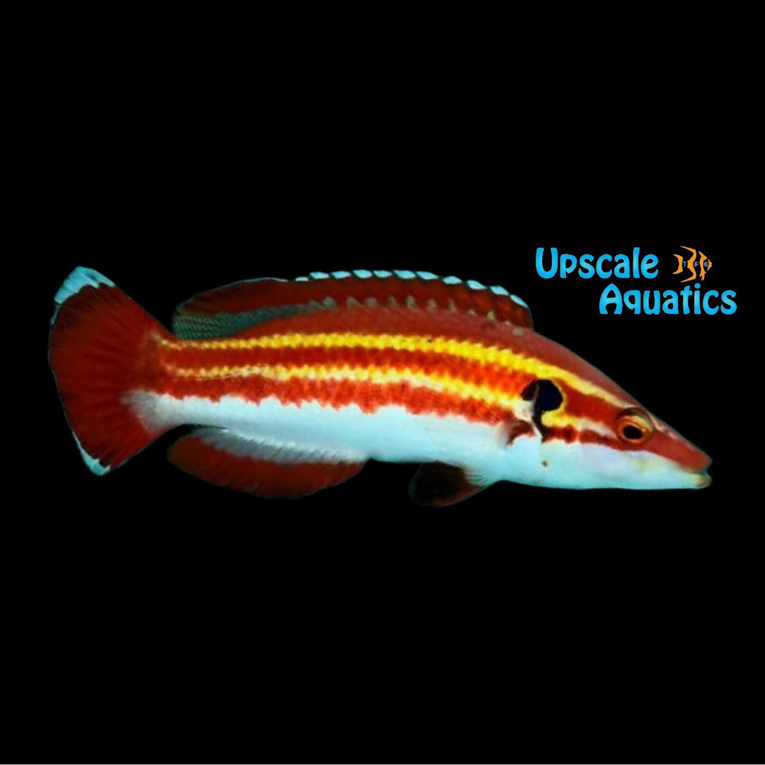 Masuda's Hogfish (Bodianus masudai)
