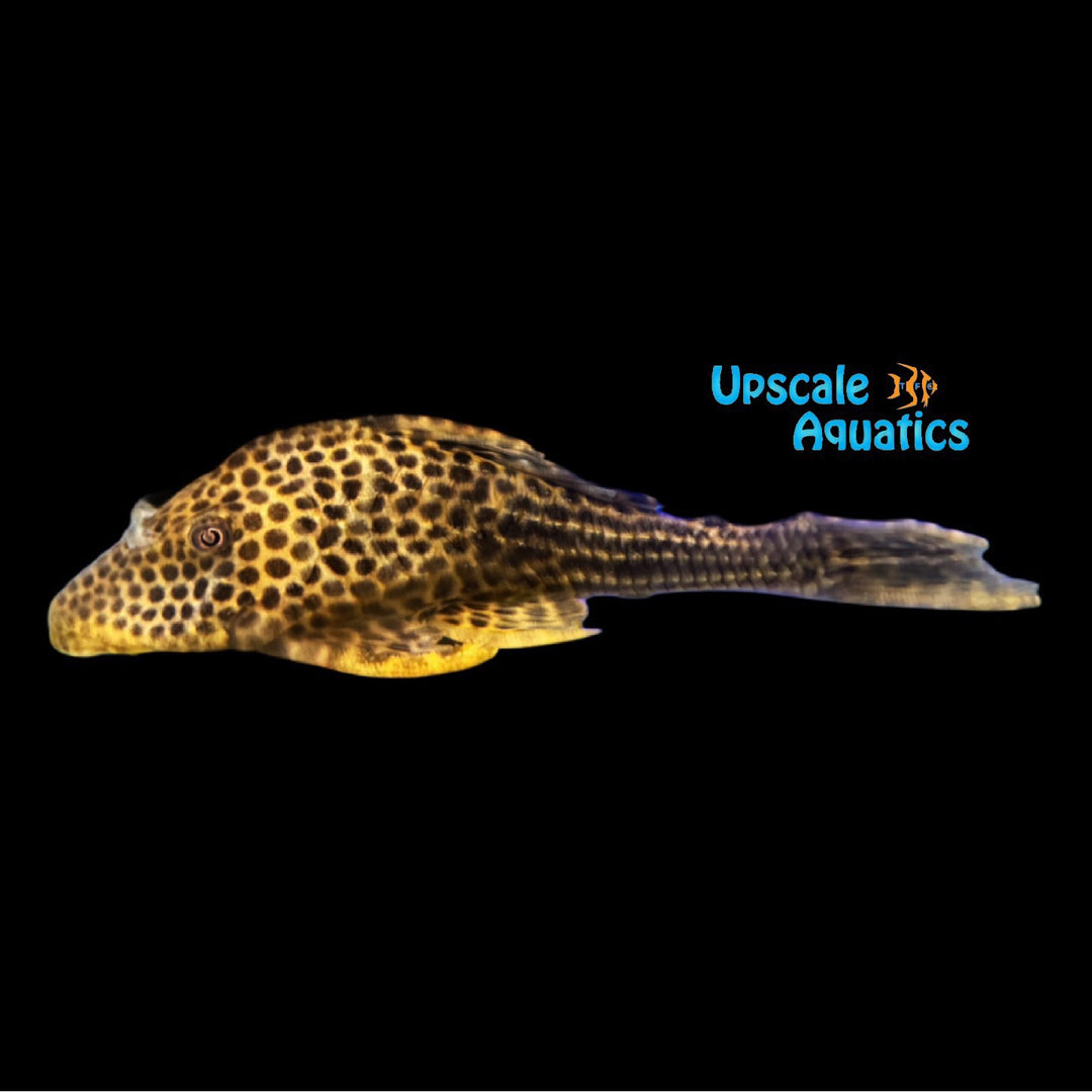 Spotted Humpbacked Pleco L050 (Hypostomus cf. cochliodon)