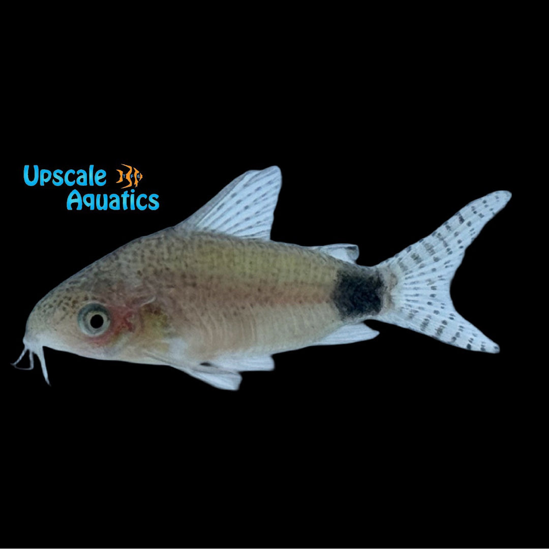 Guapore Cory (Gastrodermus guapore)