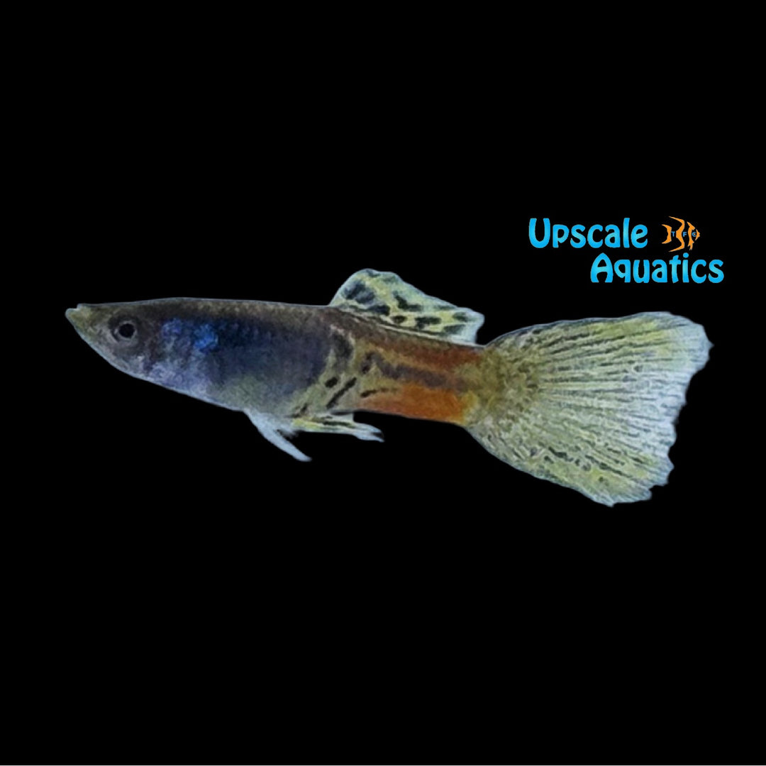Yellow Metal Head Guppy (Poecilia reticulata)