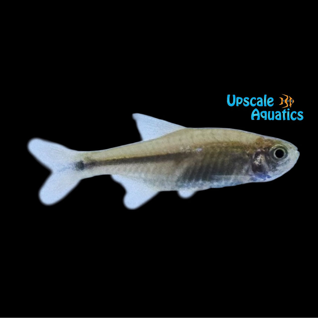 Golden Ghost Silvertip Tetra (Hasemania nana)