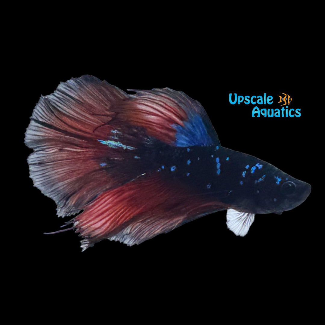 Black Star Galaxy Halfmoon Betta - Male (Betta splendens)