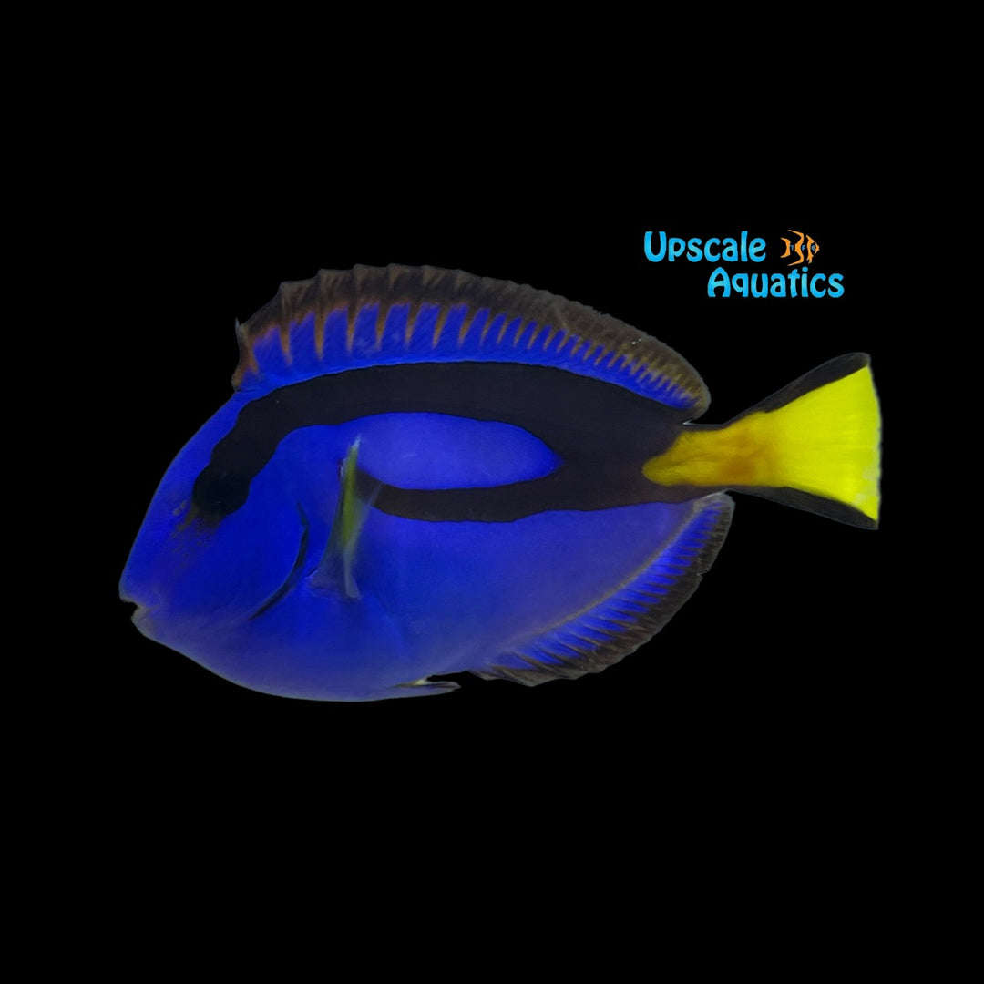 Blue Hippo Tang (Paracanthurus hepatus)