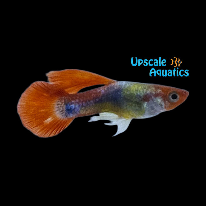 Miracle Koi Guppy (Poecilia reticulata)