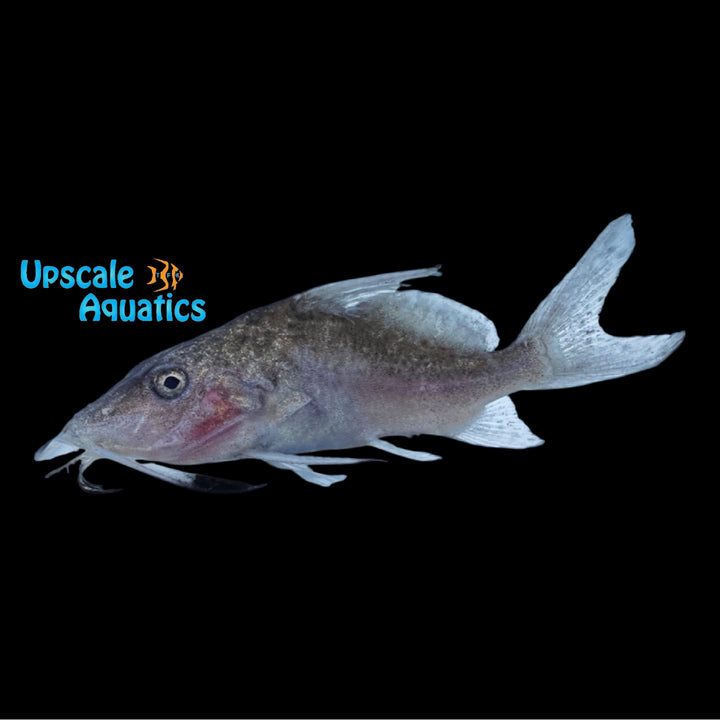 Moustache Synodontis (Synodontis membranaceus)