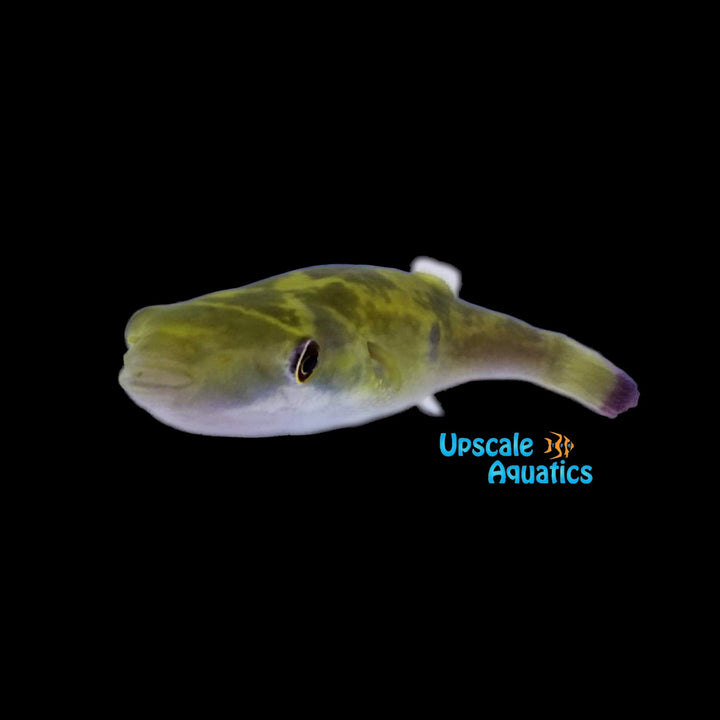 Ocellated Puffer (Leiodon cutcutia)