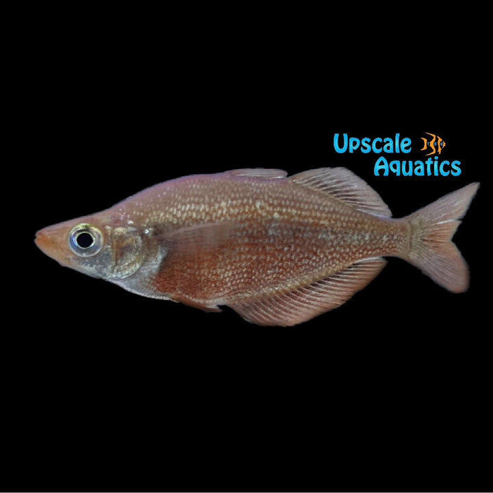 Red Irian Rainbowfish (Glossolepis incisus)