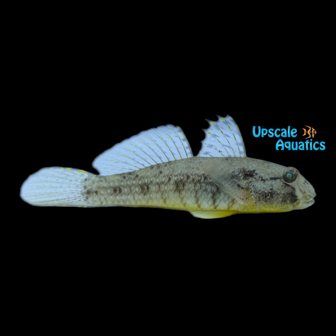 Puntang Fantail Goby (Exyrias puntang)