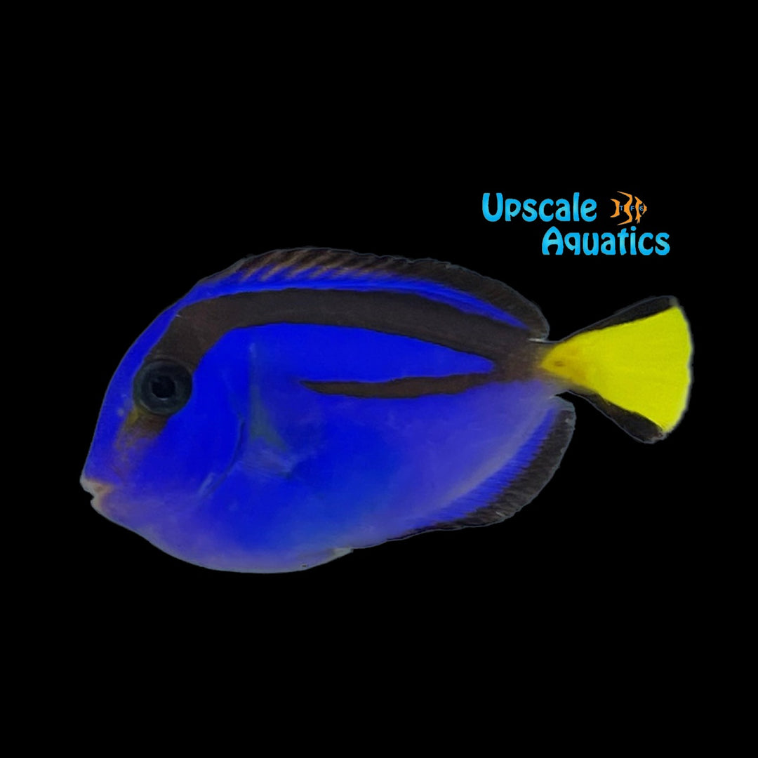 Blue Hippo Tang (Paracanthurus hepatus)