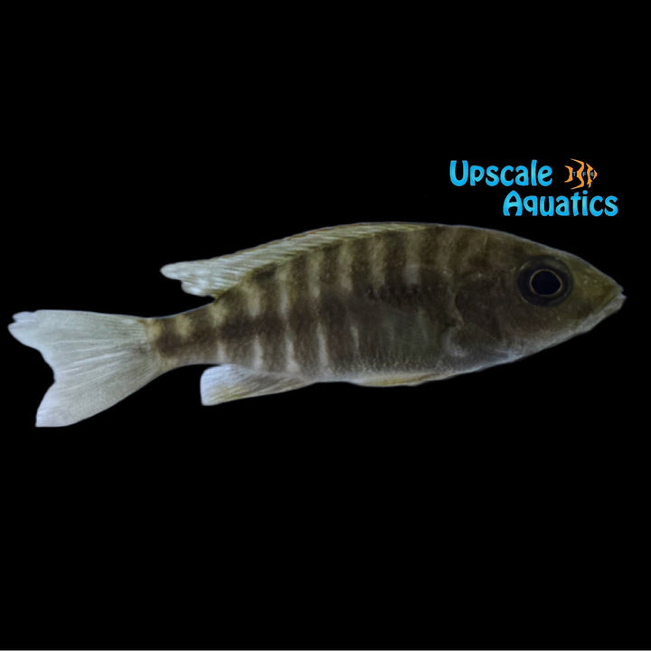 Chipoka Peacock (Aulonocara stuartgranti 'Maleri Chipoka')