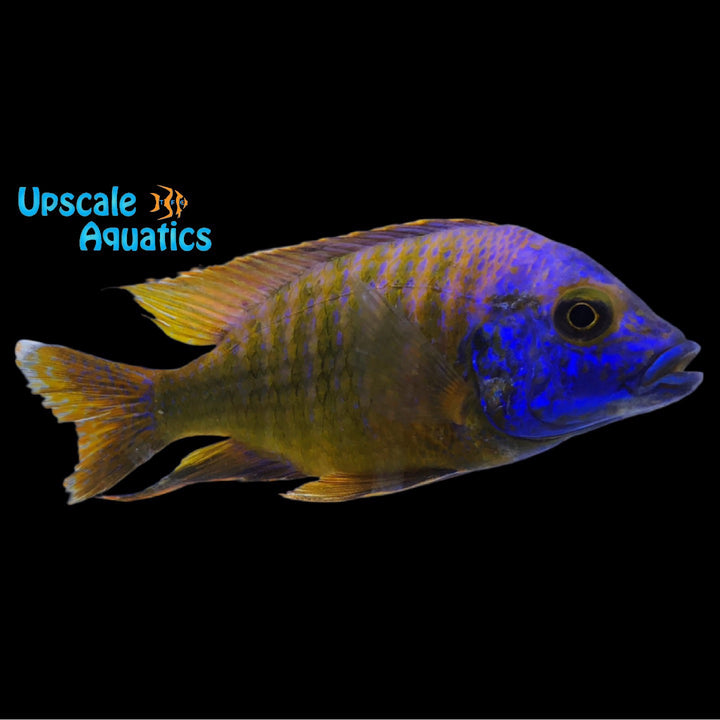 Chipoka Peacock (Aulonocara stuartgranti 'Maleri Chipoka')
