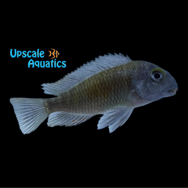 Sun Spot Tropheus (Tropheus moorii 'Mpulungu Kasakalawe')