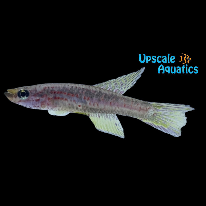 Riggenbach's Killifish (Chromaphyosemion riggenbachi 'Edea')