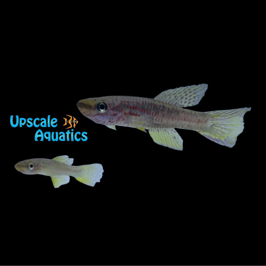 Riggenbach's Killifish (Chromaphyosemion riggenbachi 'Edea')