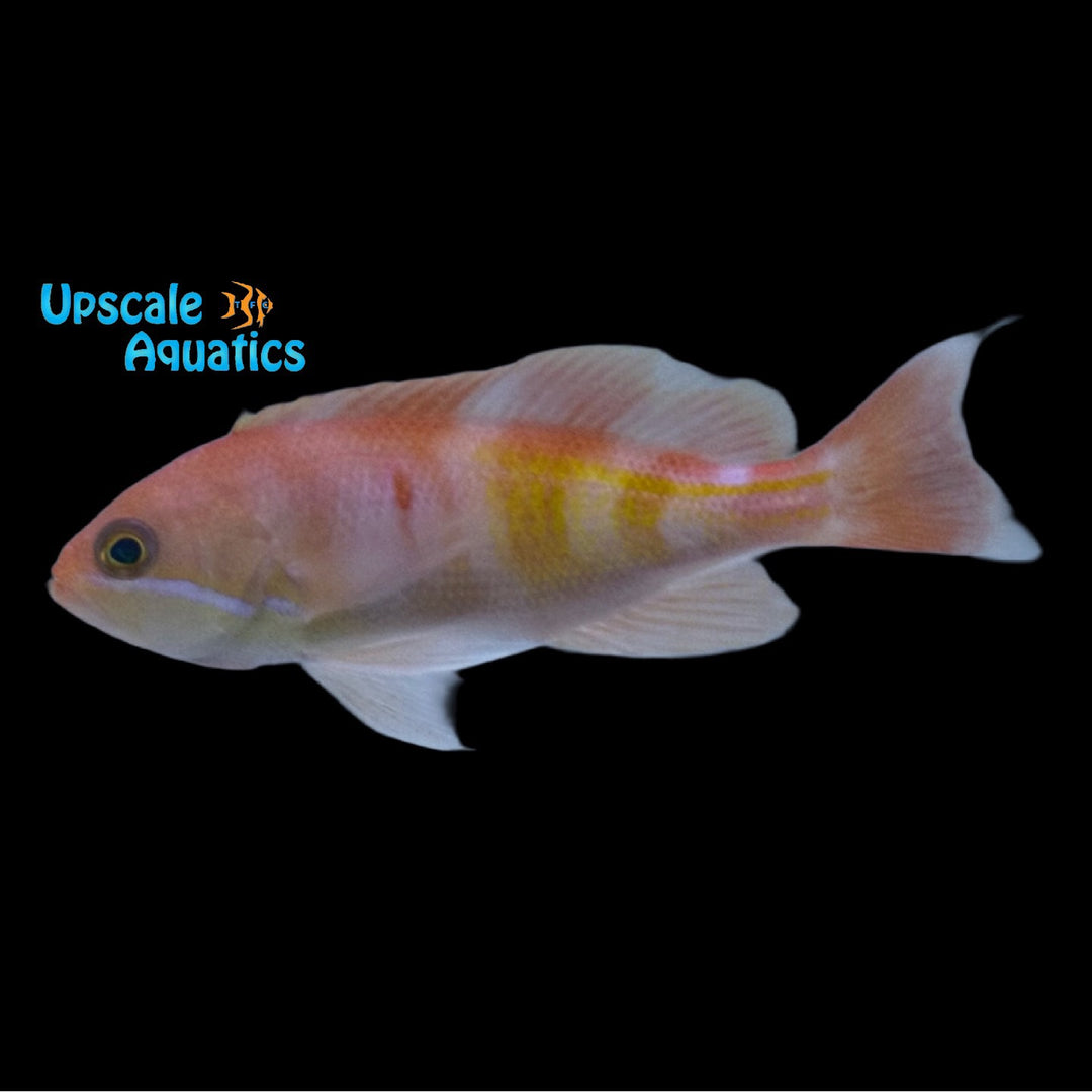 Red Fairy Anthias (Pseudanthias kashiwae)
