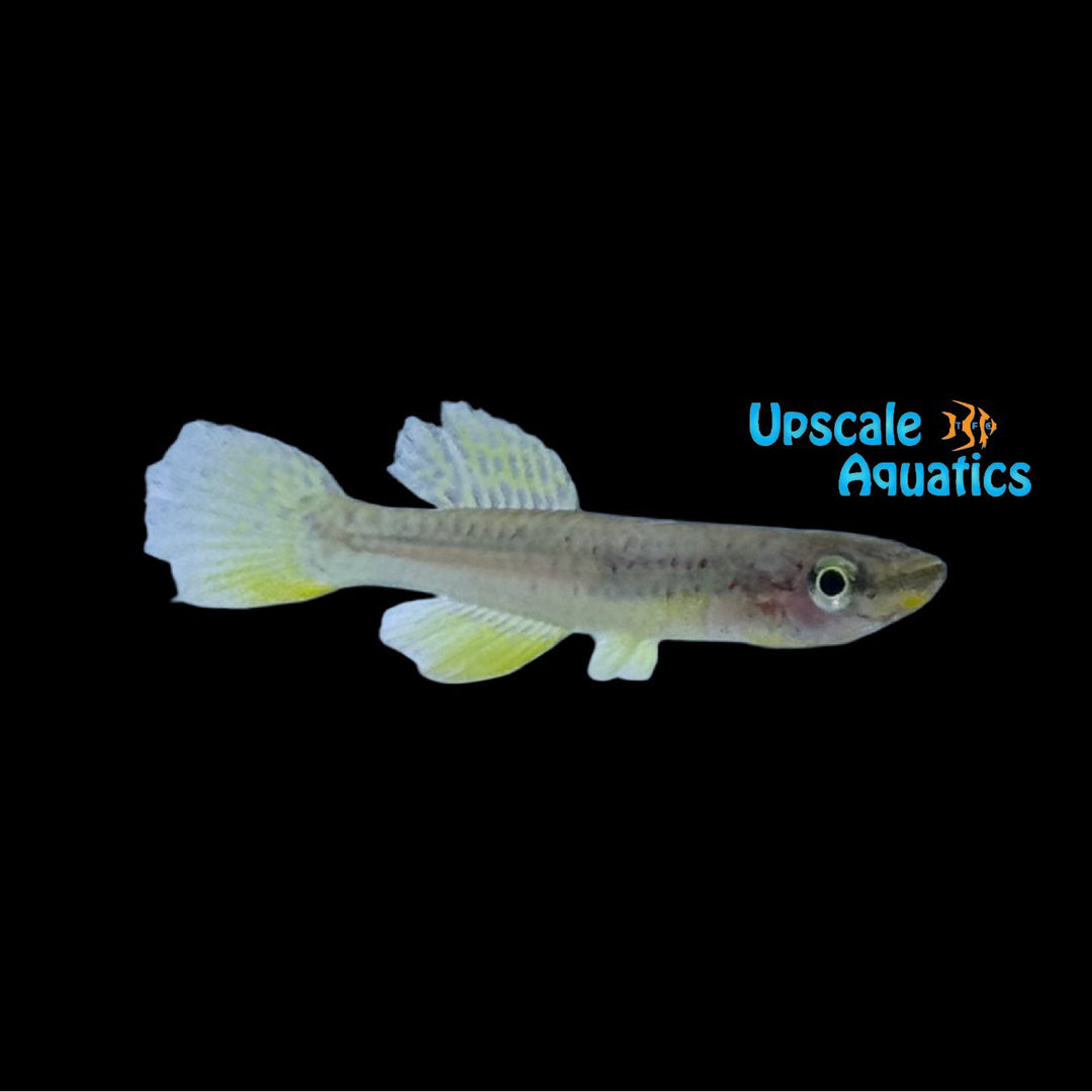 Riggenbach's Killifish (Chromaphyosemion riggenbachi 'Edea')