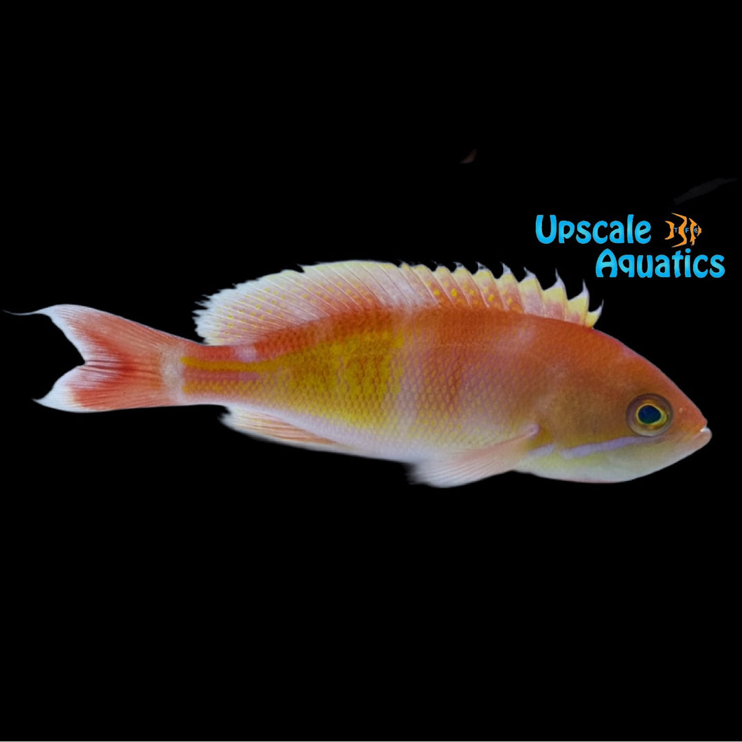 Red Fairy Anthias (Pseudanthias kashiwae)
