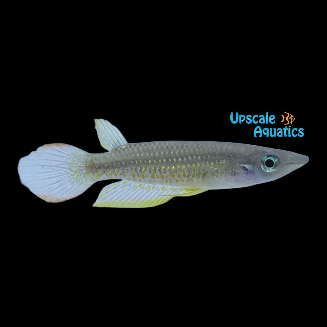 Striped Panchax Killifish (Aplocheilus lineatus)