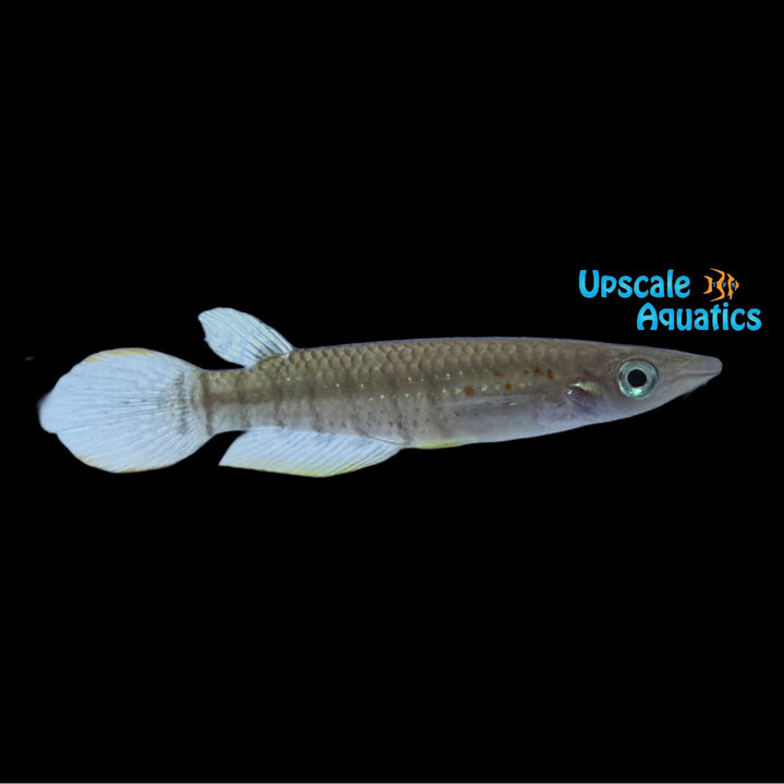 Striped Panchax Killifish (Aplocheilus lineatus)