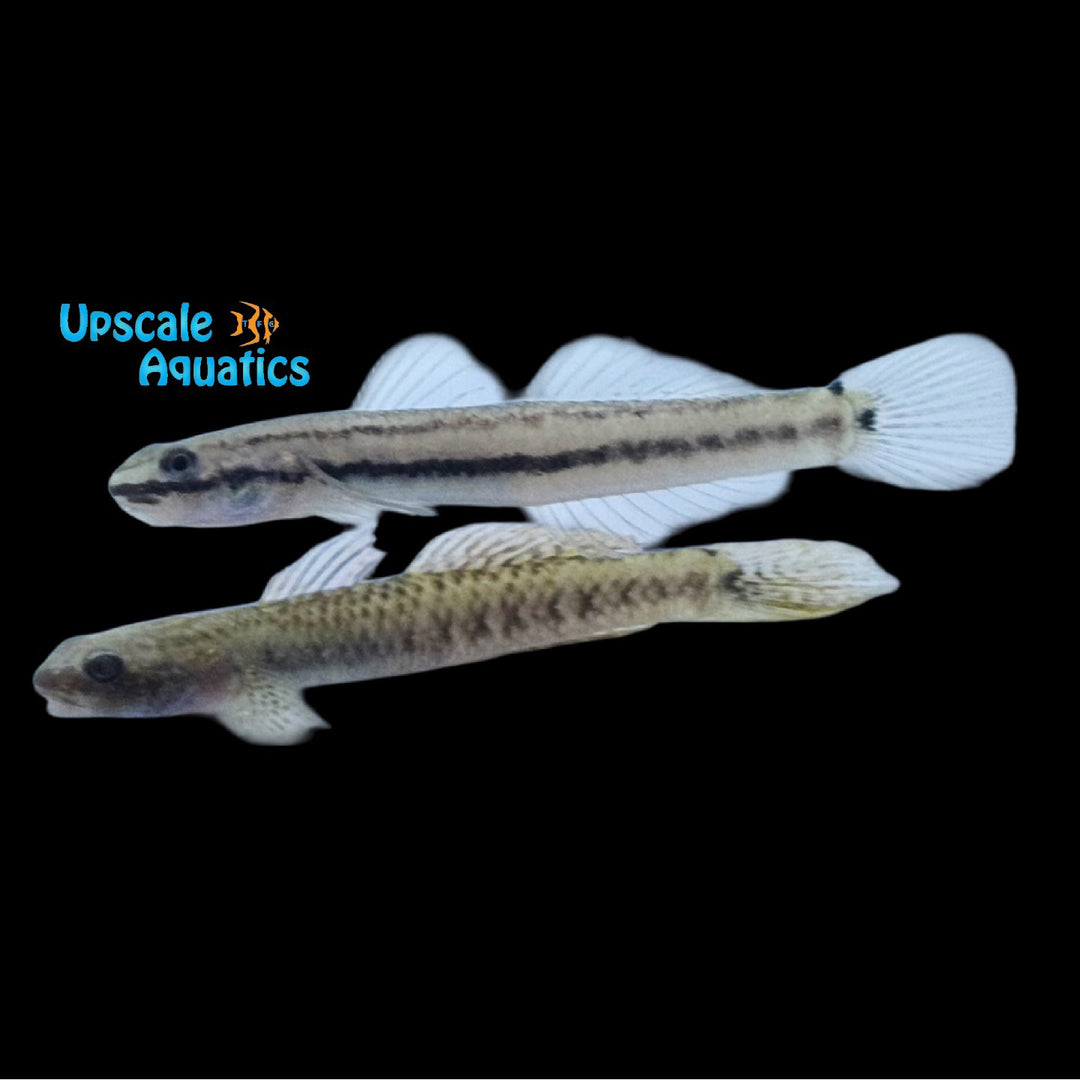 Rainbow Stiphodon Goby (Stiphodon ornatus)
