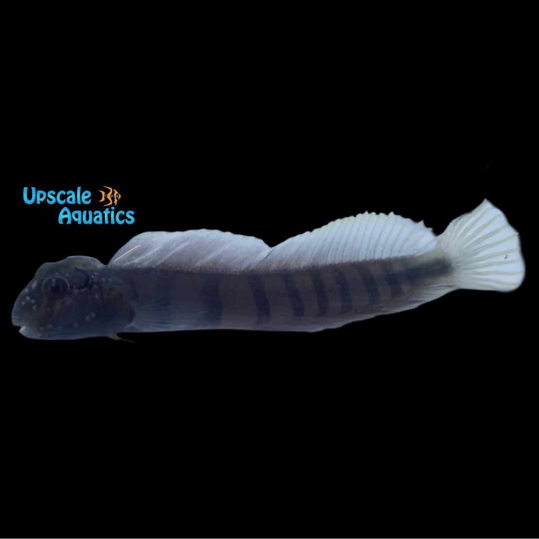 Horned Freshwater Blenny (Omobranchus smithi)