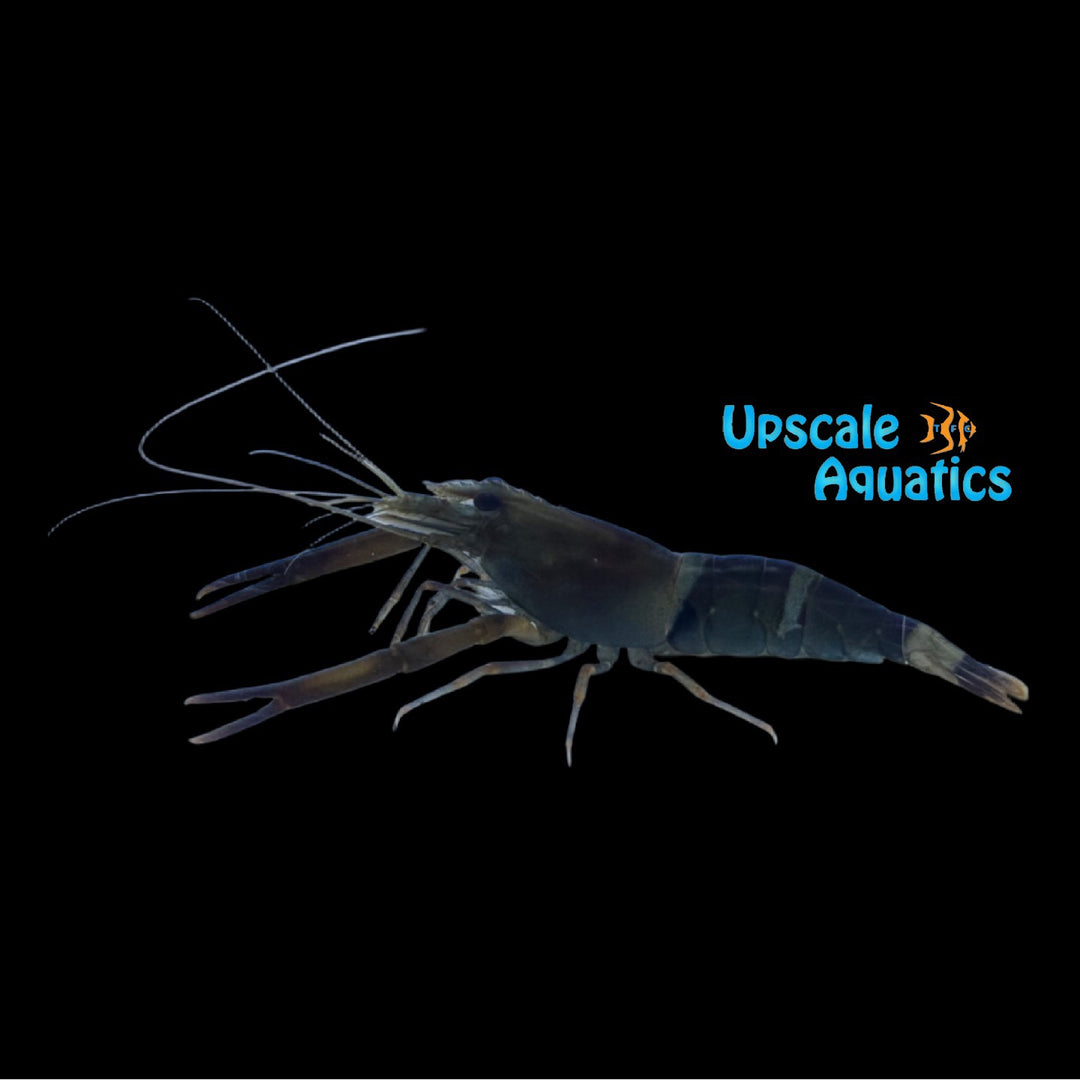 Indian Candy Prawn Shrimp (Macrobranchus agwi)