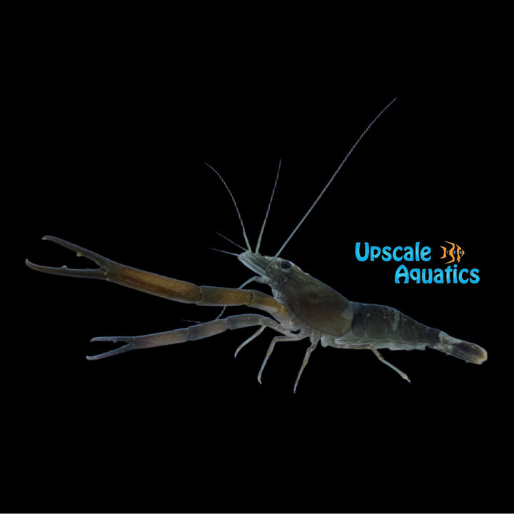 Indian Candy Prawn Shrimp (Macrobranchus agwi)