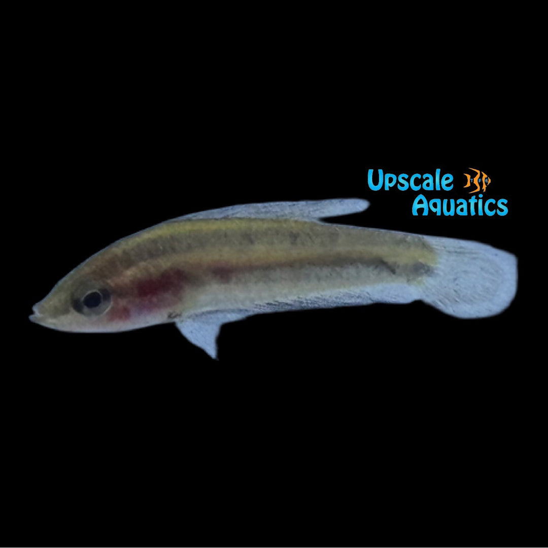 Gelam Licorice Gourami (Parosphromenus sp. Gelam')