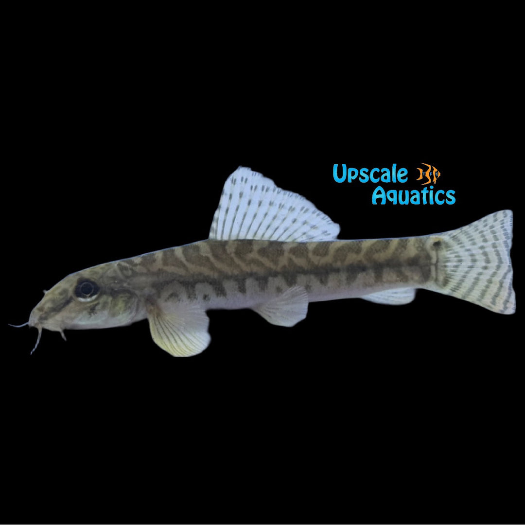 Mottled Zipper Loach (Paracanthocobitis botia)