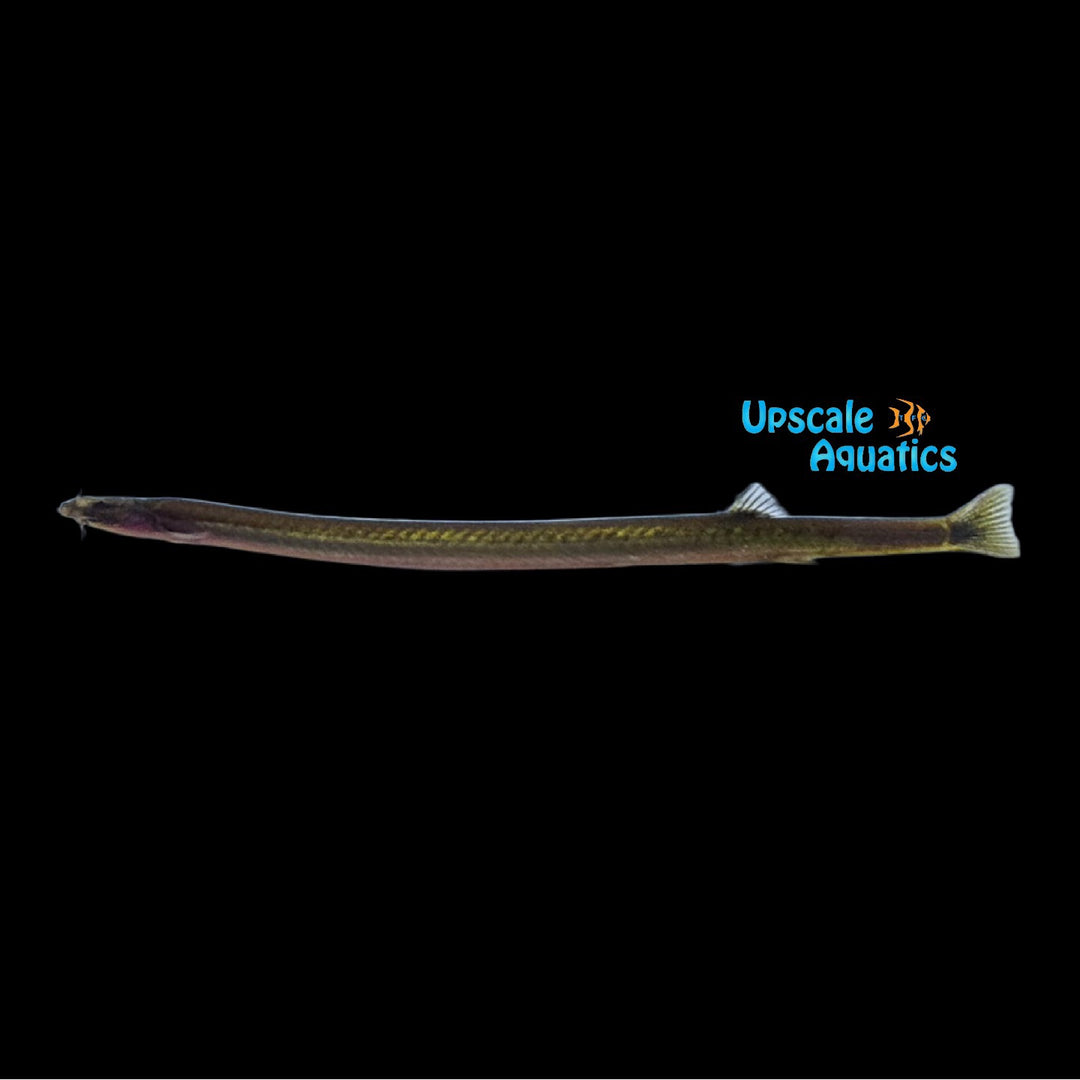 Neon Kuhli Loach (Pangio bitaimac)