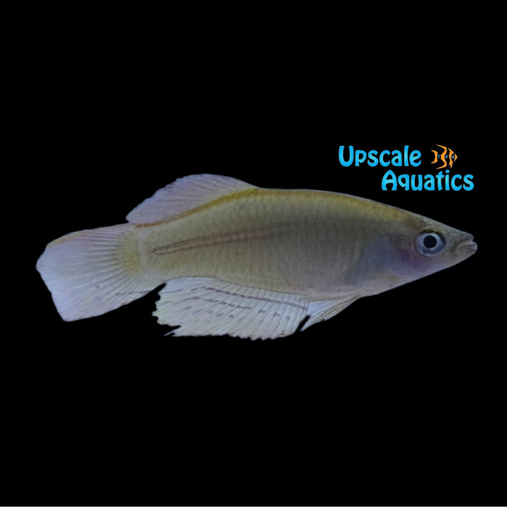 Yabassi Red Lampeye Killifish (Procatopus abbreviata 'Yabassi Red')